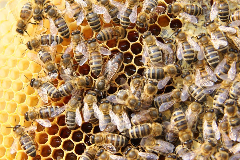 Was ist propolis - Naturius